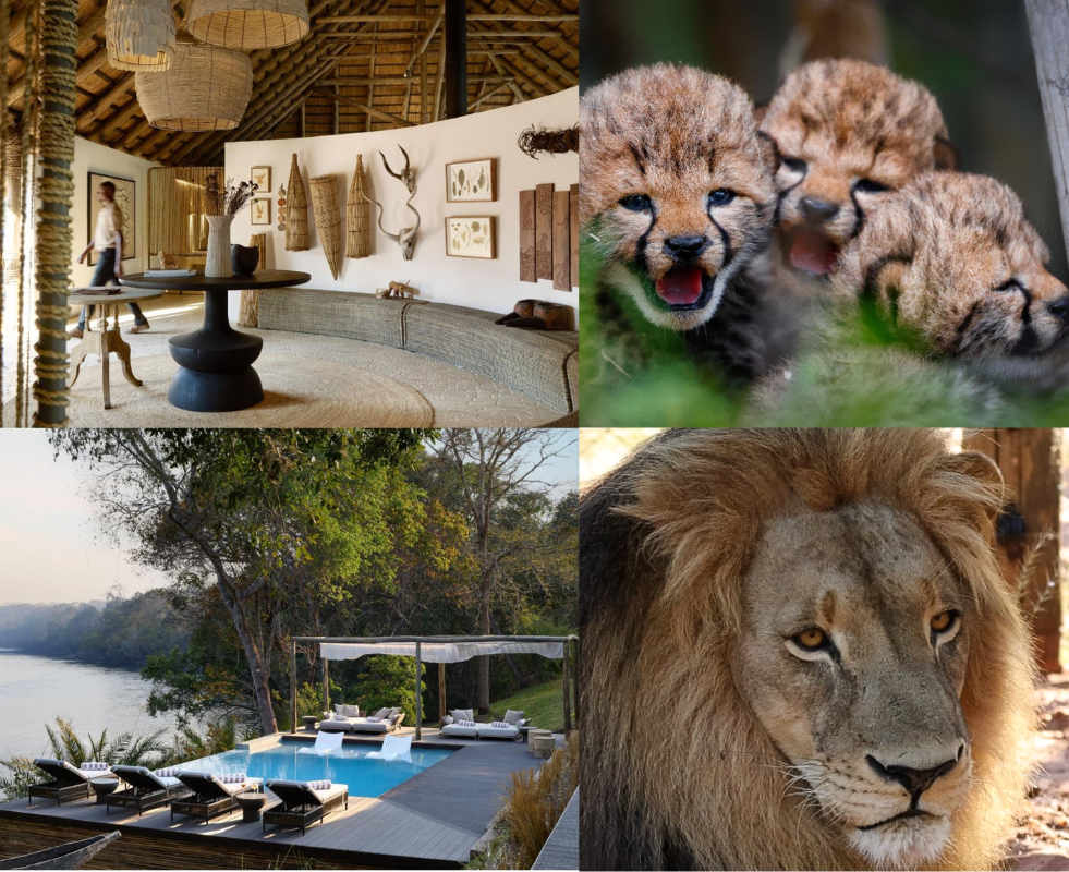 Lolelunga Private Reserve Marks Rewilding Milestones with Cheetahs, Lions, and Black Rhinos